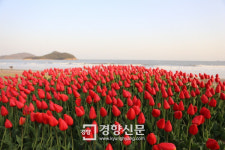 ＂날 보러 와요” 신안 임자도 300만송이 튤립축제