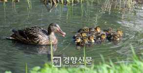[포토뉴스]청둥오리 가족의 ‘청계천 나들이’