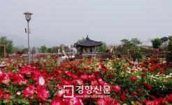 세계 명품장미 한자리에 ‘제6회 곡성세계장미축제’ 20일 팡파르