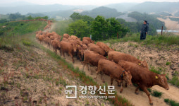 [경향포토]방목장 나왔어요