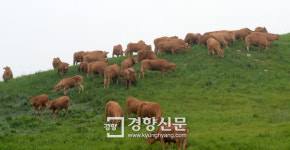 [경향포토]방목된 대관령 한우