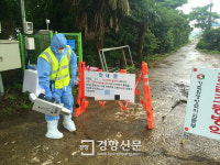 제주서 18년만에 돼지 콜레라 발생…1300마리 긴급 살처분