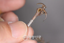 엄지손가락만한 쇠개개비, 숲새 수천킬로 날아와 충남 태안서 발견