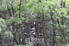 청주 서원대, 잇단 민원에 백로 서식지 손본다
