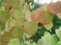 [이유미의 나무야 나무야]향기로 절감하는 가을에 드는 걱정