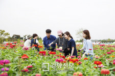 수도권매립지에 국화·코스모스 ‘활짝’…9일까지 개방