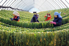 양구 ‘2016 DMZ 펀치볼 시래기축제’ 29일 개막