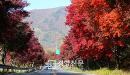 경남 산청 밤머리재 홍단풍