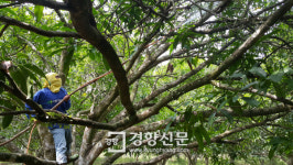 [밥상 위의 세계(7)]한국의 새 국민과일, 망고 탄생기
