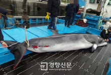 전남정치망수협급유소 | 여수 앞바다 정치망에 걸린 밍크고래 3100만원 위판