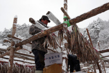 인제 용대리 폭설 속 황태덕장 명태 걸기