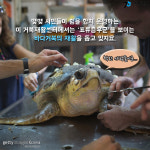 [카드뉴스]운 좋은 바다거북 ‘엘라’의 재활 이야기
