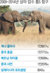 상아시장 큰손 중국, 올해 상아 거래 전면 금지…코끼리에 ‘새해 선물’?