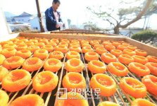 산청 곶감축제 준비 한창