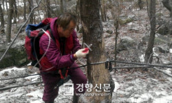 ‘신비의 약수 고로쇠’ 전남지역 산마을 14일부터 판매 시작