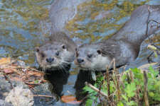 멸종위기 수달 가족, 서울 도심 한강에서 처음으로 발견됐다