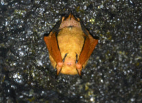 붉은박쥐, 제주 만장굴·김녕굴에 서식