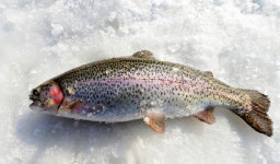 ‘평창송어’ 지리적표시 등록 지정