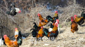 “꼬끼오~” 야산 방사 재래닭 ‘당당하고 기품’