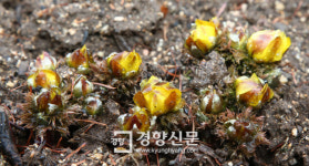 봄비 머금은 복수초