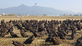 분점까지 성공한 ‘독수리 레스토랑’에 누가 찬물을 끼얹나