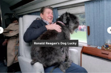 [김진호의 세계 읽기]대통령의 애견(First Dog)