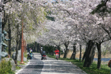 강릉 ‘경포 벚꽃 잔치’ 4월 6일부터 12일까지 열려