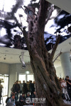 [경향포토]비스타워커힐 호텔 로비에 설치된 800년 된 올리브나무