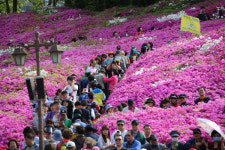 군포철쭉축제 - 철쭉 100만 그루 ‘진분홍빛 물결’