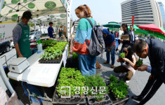 [경향포토]세종대로에 등장한 허브
