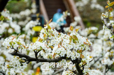 [경향포토]배꽃 산책길
