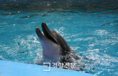 제돌아, 기다려 서울대공원 남방큰돌고래들 7월 고향 제주로