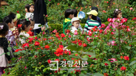 [경향포토]수림대 장미 절정