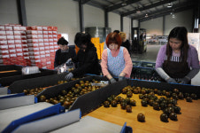 화천, 명품 토마토 ‘깜빠리·쿠마토’ 본격출하