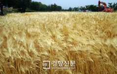 [경향포토]보리가 바람에 살랑살랑