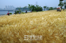 [경향포토]황금물결 가득한 한강 시민공원