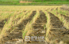 가뭄이 남긴 상처,새 발자국은 화석으로 굳어갔다