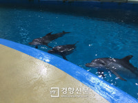 서울대공원 마지막 돌고래 태지만 왜 감옥으로 가나요