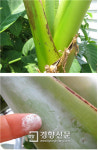 폭염 속 열렸다는 ‘대프리카’ 바나나? 알고보니 ‘파초’
