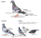 [단독]토종비둘기 급감의 가장 큰 이유는