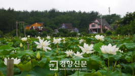 심청연꽃춪제 열린다