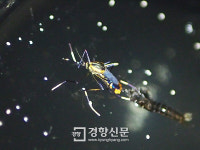모기 잡는 모기 사육 성공...지카, 뎅기 옮기는 모기 잡는다