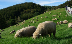 “방목지 나눠 옮겨가며 키우는 방법으로 양들이 늘 풀 뜯는 ‘그림 같은 목장’ 됐죠”