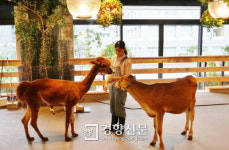 도쿄역 앞에 목장이? 도시농장에 이은 파소나의 이색 실험