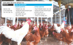 살충제 사용한 친환경 농가들 “터질 게 터졌다”[‘살충제 계란’ 파문]