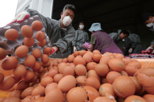 농가의 닭진드기 전쟁은 어떻게 외면당했나?