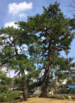 (3)柳(버들) ‘왕과 로맨스’, 松(소나무) ‘왕과 권력탄생’, 桑(뽕나무) ‘왕과 민생정치’[신준환의 꿈꾸는 나무]