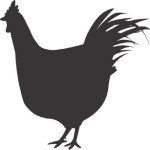 행복한 닭, 사람도 ‘득’[‘살충제 계란’ 파문]