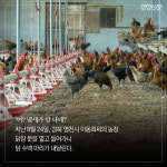 친환경 양계농장의 3150일, 그 마지막 날[카드뉴스]