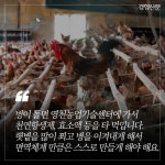 친환경 양계농장의 3150일, 그 마지막 날[카드뉴스]
